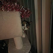 Maci is registered to the contest to win money with this photo: abyssinian, animal, cat, clothing, couch, cream, dessert, food, furniture, hat, icing, kitten, manx, nature, outdoors, pet, siamese, snow, snowman, winter