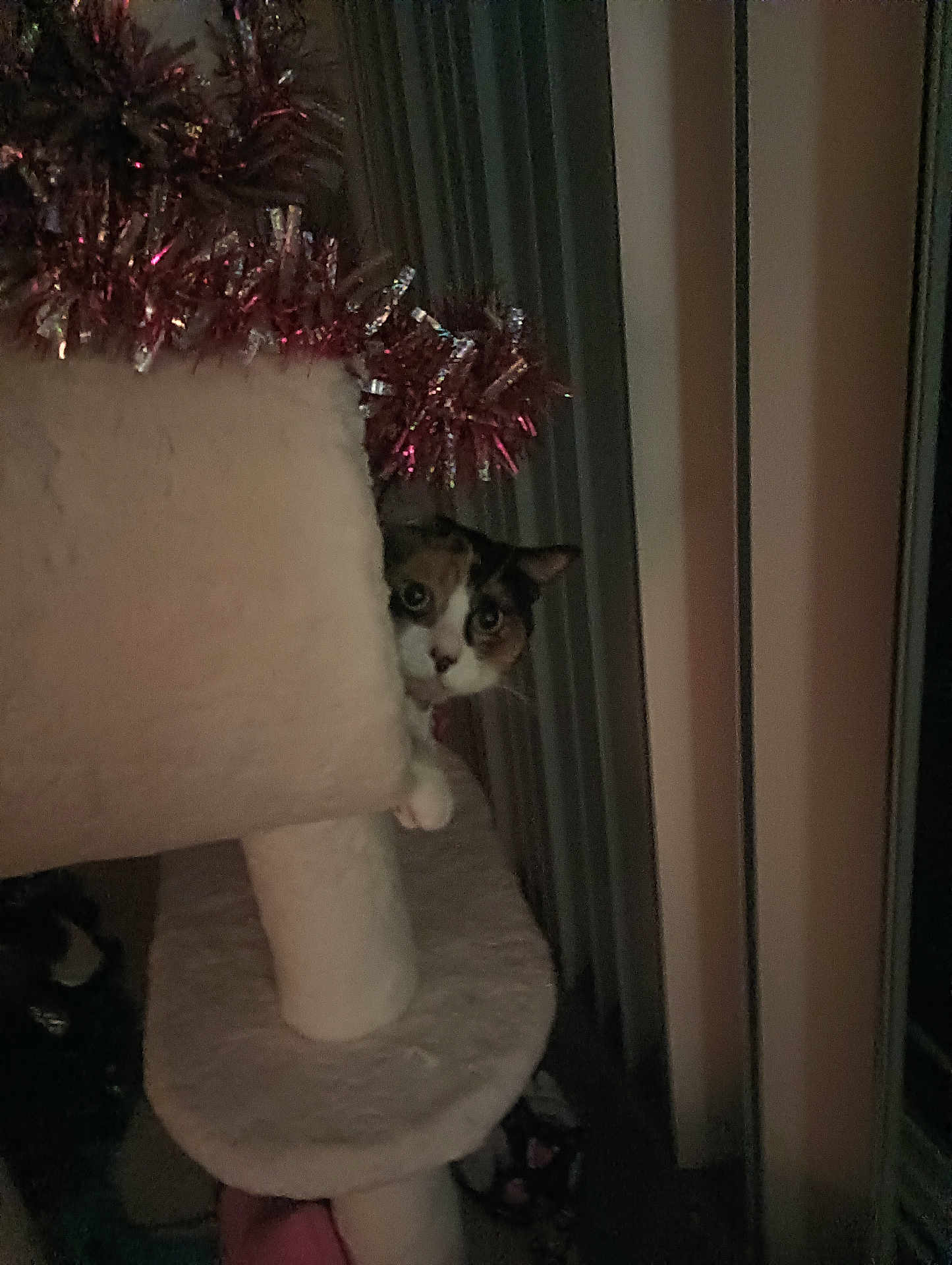 Maci