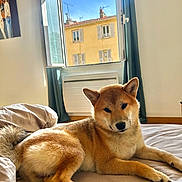 Kubo is registered to the contest to win money with this photo: bed, building, cozy, curtain, dog, fur, home, indoor, mattress, painting, paws, pet, pillow, portrait, radiator, relaxed, shiba_inu, sunlight, urban, window
