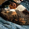 cat, calico_cat, pet, animal, feline, resting, sleeping, fur, indoor, blanket, blue_blanket, cozy, soft_texture, curled_up, close_up, domestic_animal, cute, relaxed, warm_lighting, bedroom