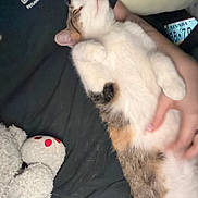 Onion is registered to the contest to win money with this photo: cat, pet, animal, fluffy, lying_down, relaxed, indoor, plush_toy, hand, belly_rub, fur, cozy, cute, resting, tabby, white_fur, calico, soft, closeup, companion