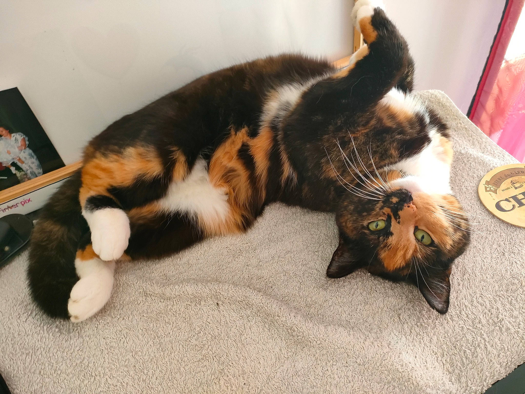 Maïa a rejoint le concours — aidez-le/la à gagner de superbes lots ! carnivore, cat, claw, comfort, dog_breed, domestic_short_haired_cat, felidae, flooring, fur, nap, paw, room, small_to_medium_sized_cats, snout, tail, terrestrial_animal, whiskers