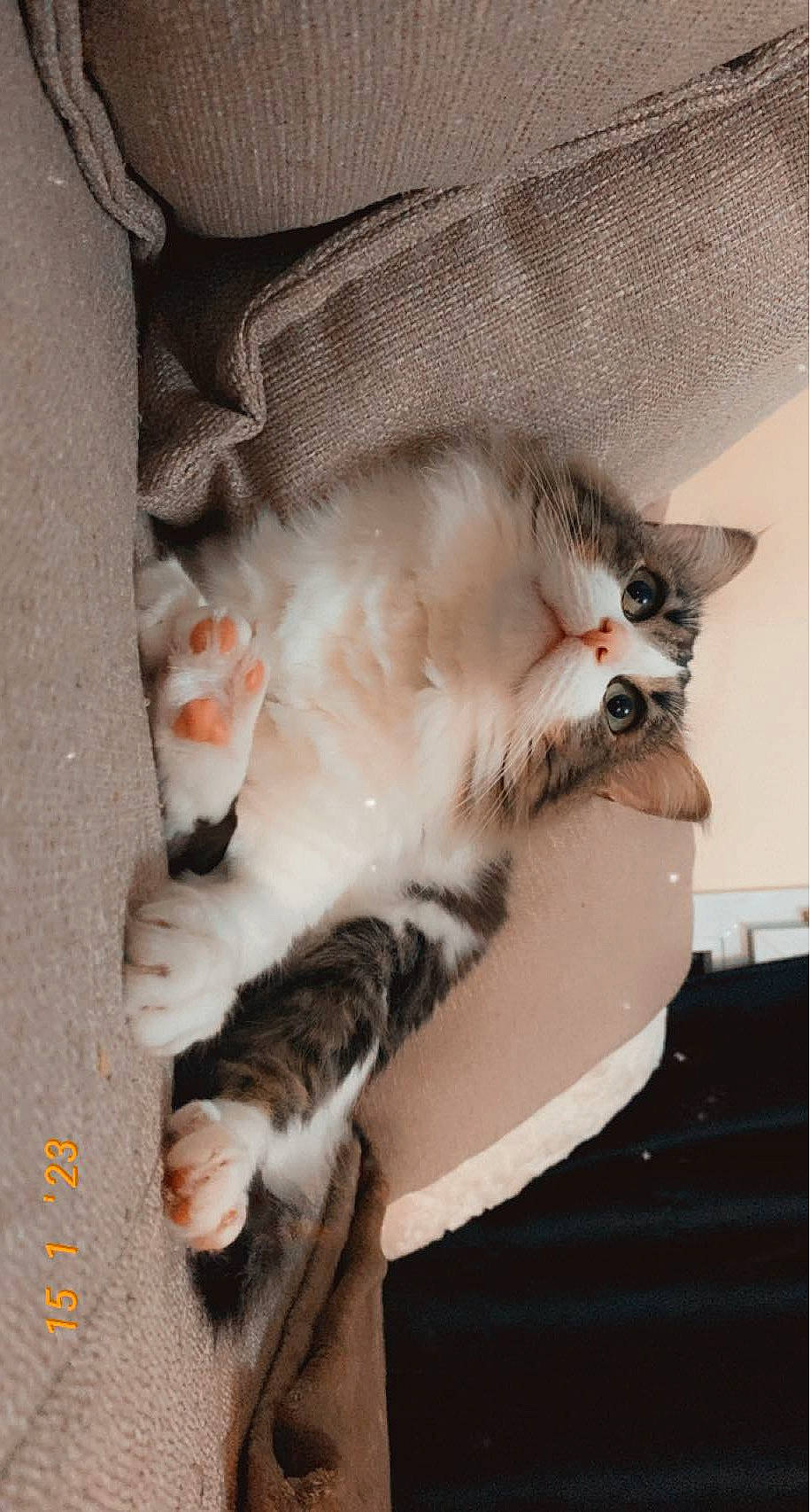 Loki a rejoint le concours — aidez-le/la à gagner de superbes lots ! carnivore, cat, claw, comfort, domestic_short_haired_cat, fawn, felidae, fur, grey, paw, small_to_medium_sized_cats, tail, whiskers