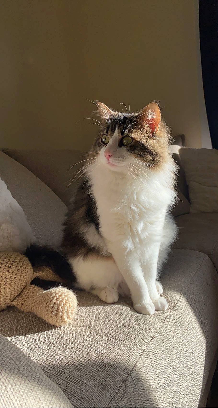 Loki a rejoint le concours — aidez-le/la à gagner de superbes lots ! carnivore, cat, claw, comfort, domestic_short_haired_cat, door, felidae, flooring, foot, fur, human_leg, paw, sitting, small_to_medium_sized_cats, snout, tail, whiskers, window