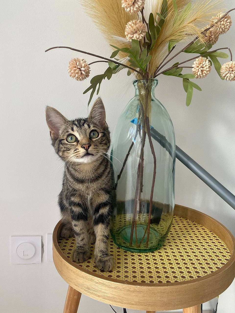 Ikaris a rejoint le concours — aidez-le/la à gagner de superbes lots ! artifact, artificial_flower, carnivore, cat, cat_supply, domestic_short_haired_cat, felidae, flower, flower_arranging, flowerpot, grass, houseplant, pet_supply, petal, plant, small_to_medium_sized_cats, tail, twig, vase, whiskers