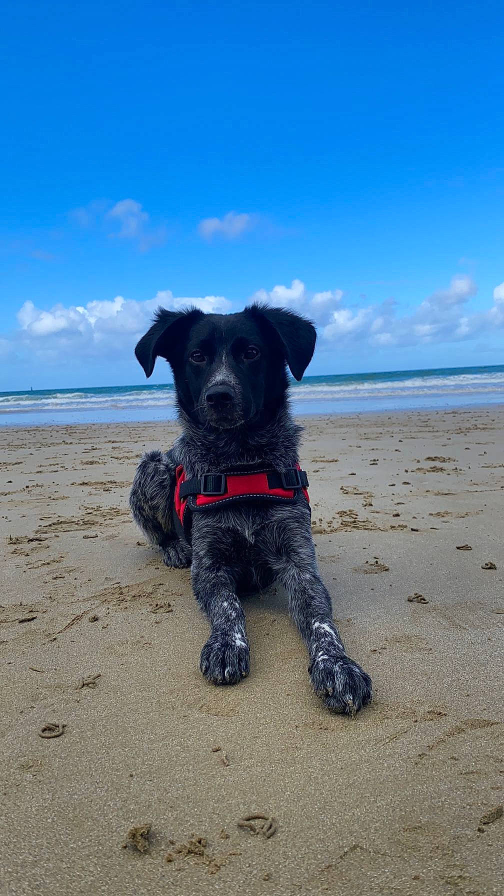 Dixon participe au concours pour gagner de l'argent avec cette photo : beach, canidae, carnivore, cloud, collar, companion_dog, dog, dog_breed, dog_collar, dog_supply, electric_blue, fawn, ocean, sand, sky, snout, sporting_group, water, wind_wave, working_animal