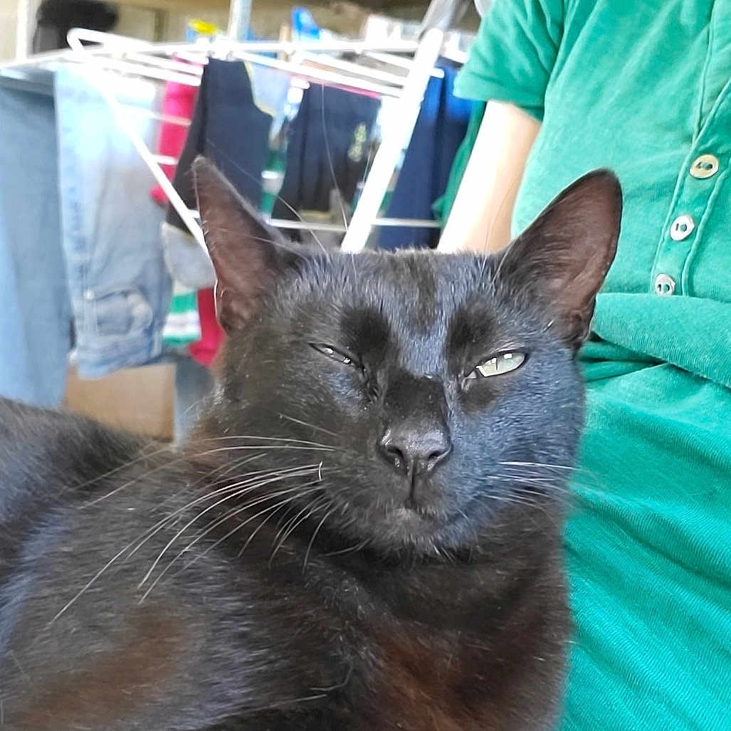 Uma participe au concours pour gagner de l'argent avec cette photo : adult, animal, blackcat, box, cat, clothing, doctor, furniture, indoors, male, man, manx, pants, person, pet, plywood, shelf, t_shirt, veterinarian, wood