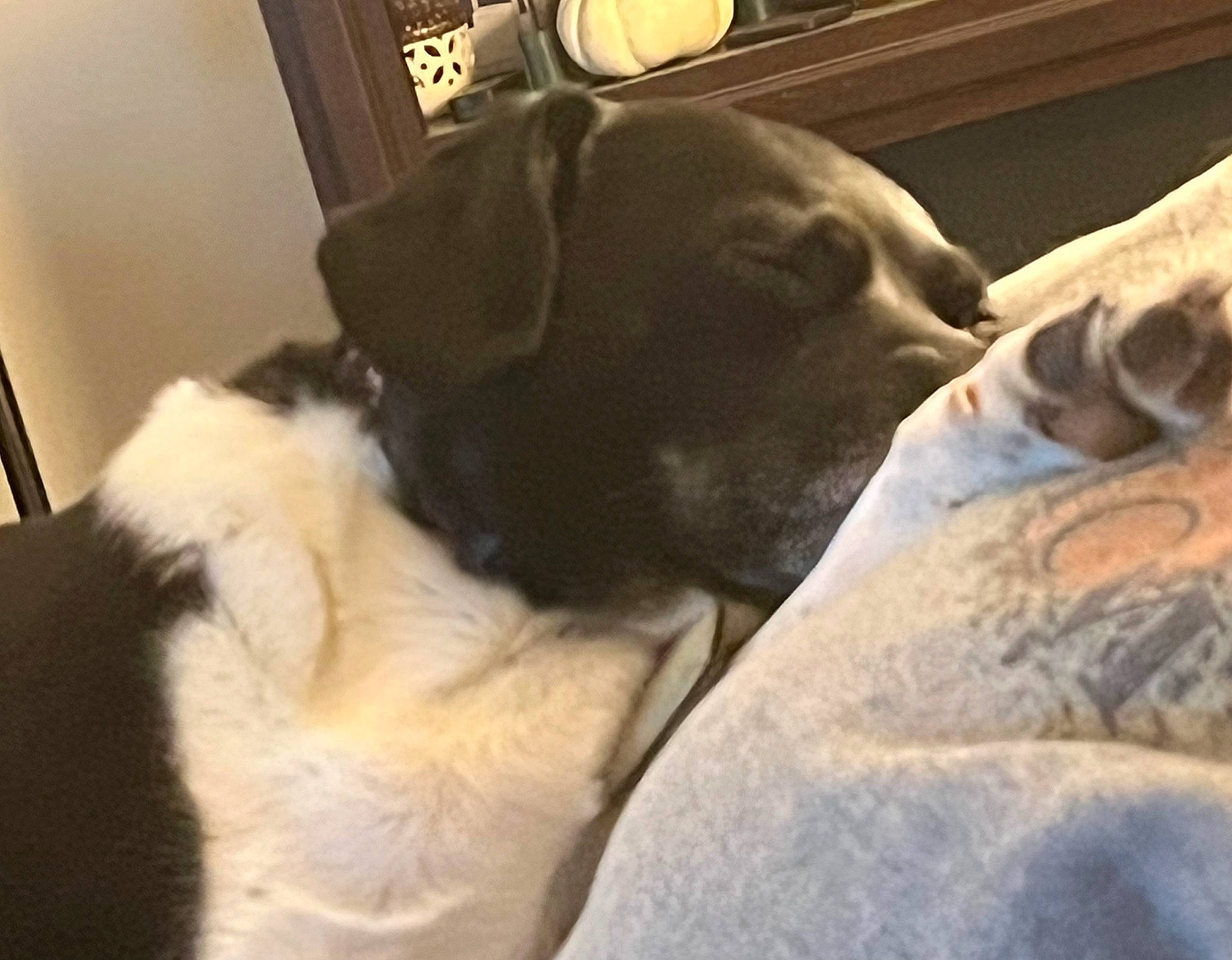 Oreo is registered to the contest to win money with this photo: borador, canidae, carnivore, comfort, companion_dog, dog, dog_breed, fawn, fur, guard_dog, gun_dog, linens, liver, puppy, room, snout, tail, tints_and_shades, whiskers, working_animal