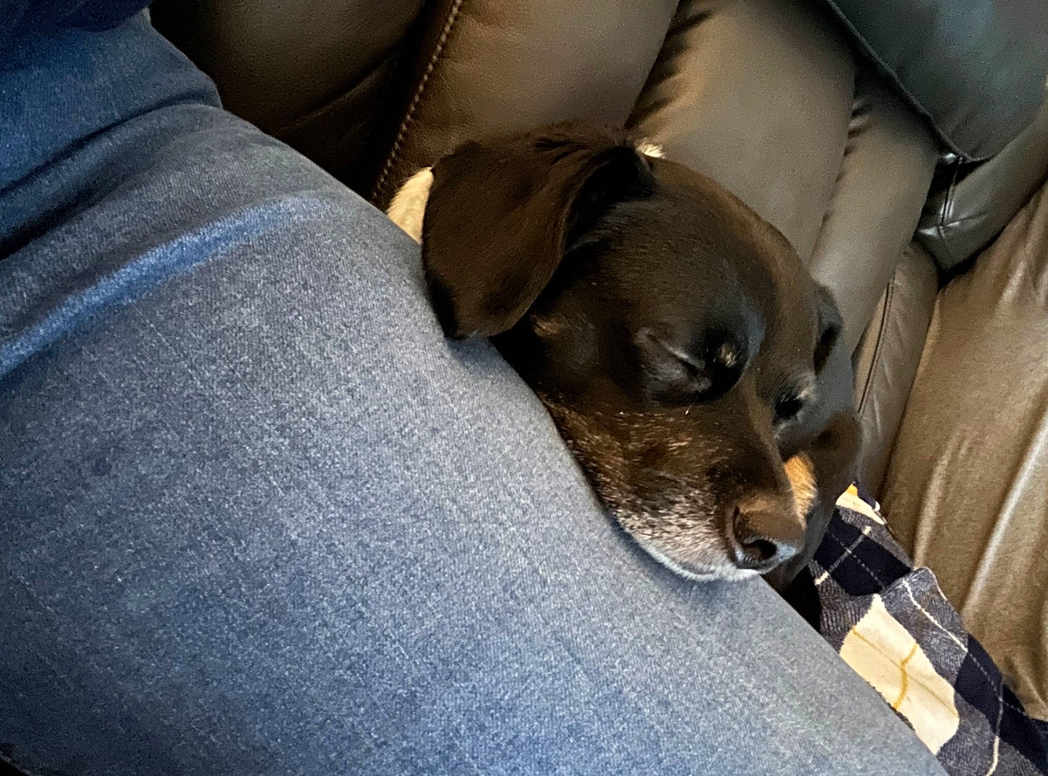 Oreo joined the competition — help win amazing prizes! canidae, car_seat, carnivore, collar, comfort, companion_dog, couch, dog, dog_breed, fur, guard_dog, head_restraint, nap, non_sporting_group, whiskers, working_animal