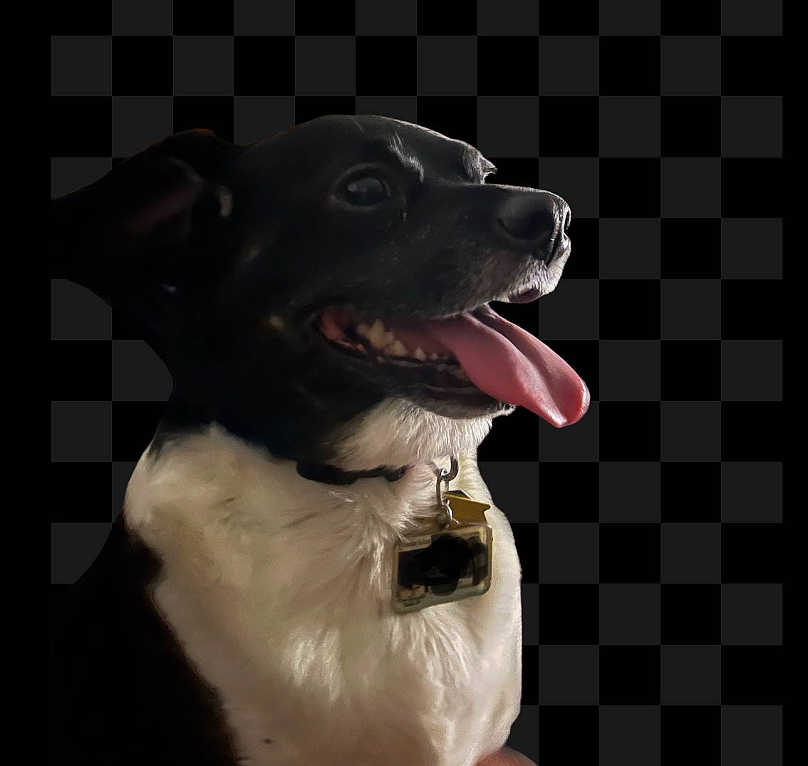 Oreo is registered to the contest to win money with this photo: canidae, carnivore, companion_dog, dog, dog_breed, dog_collar, fang, flash_photography, fur, happy, jaw, shout, smile, snout, sporting_group, tooth, whiskers, working_animal, working_dog, yawn