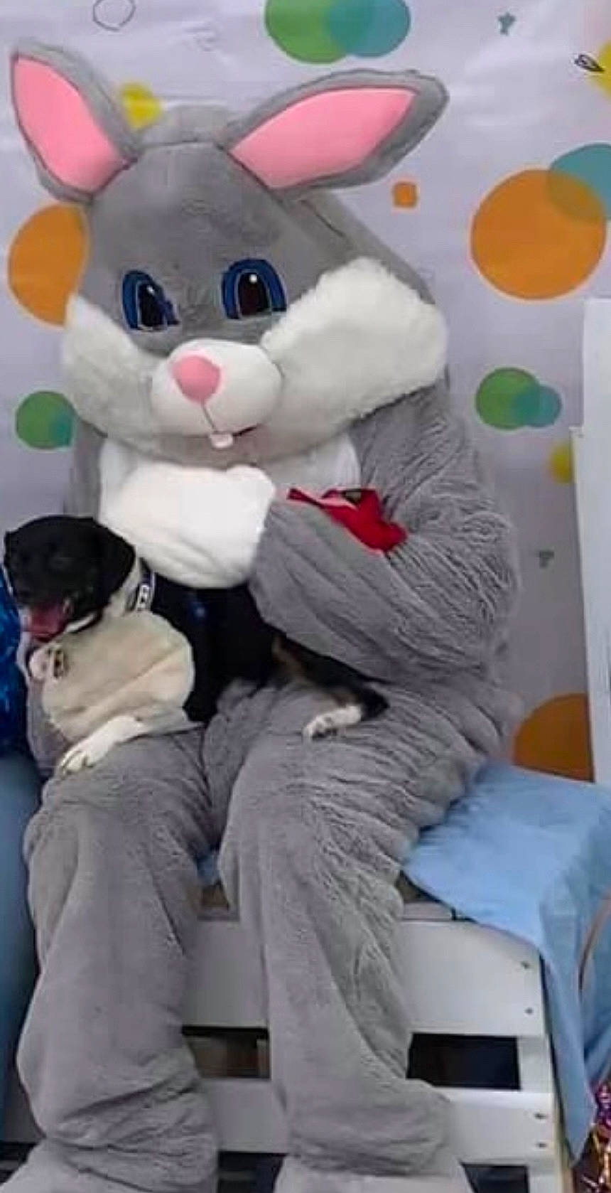 Oreo joined the competition — help win amazing prizes! comfort, costume, easter_bunny, event, fictional_character, fur, mascot, pattern, photograph, pink, plush, rabbit, room, sitting, snout, stuffed_toy, textile, toy, whiskers, white