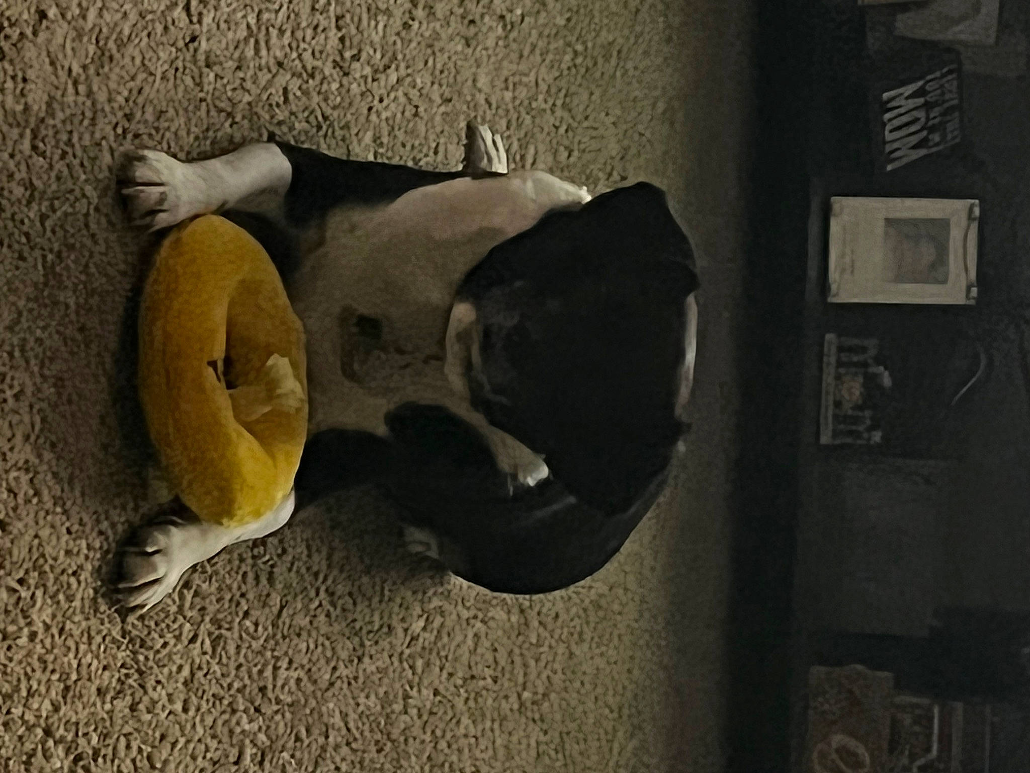 Oreo is registered to the contest to win money with this photo: art, carving, darkness, door, grey, human_leg, monochrome_photography, picture_frame, rock, room, sculpture, shadow, sitting, still_life, still_life_photography, tail, tints_and_shades, toy, visual_arts, wood