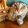 cat, tabby, pet, animal, fur, whiskers, hat, cap, indoor, wooden_surface, closeup, collar, name_tag, curious, face, paw, domestic_animal, feline, resting, cute