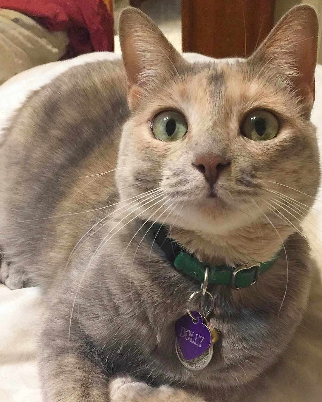Dolly