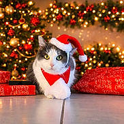 Cookie participe au concours pour gagner de l'argent avec cette photo : animal, cat, celebration, christmas, christmas_hat, christmas_lights, christmas_ornaments, christmas_tree, cute, decorations, festive, festivity, floor, holiday, holiday_season, indoor, pet, presents, red_wrapping_paper, scarf