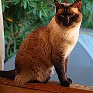 Siana participe au concours pour gagner de l'argent avec cette photo : animal, cat, daylight, domestic_animal, ears, eyes, feline, flower, fur, greenery, mammal, nature, outdoor, pet, portrait, siamese_cat, sitting, tail, whiskers, wooden_railing