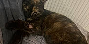Valou participe au concours pour gagner de l'argent avec cette photo : cat, tortoiseshell, sleeping, pillow, blanket, indoor, pet, fur, resting, cozy, animal, cute, domestic, feline, comfort, closeup, warm, relaxation, home, soft