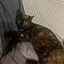 cat, tortoiseshell, sleeping, pillow, blanket, indoor, pet, fur, resting, cozy, animal, cute, domestic, feline, comfort, closeup, warm, relaxation, home, soft