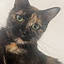 cat, tortoiseshell, close_up, green_eyes, pet, animal, fur, whiskers, cute, curious, portrait, indoor, face, ears, muzzle, looking, feline, domestic_cat, soft_light, background