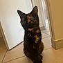 cat, tortoiseshell, pet, indoor, floor, tile, door, curious, animal, feline, whiskers, ears, sitting, looking, green_eyes, home, cute, small, fur, companion