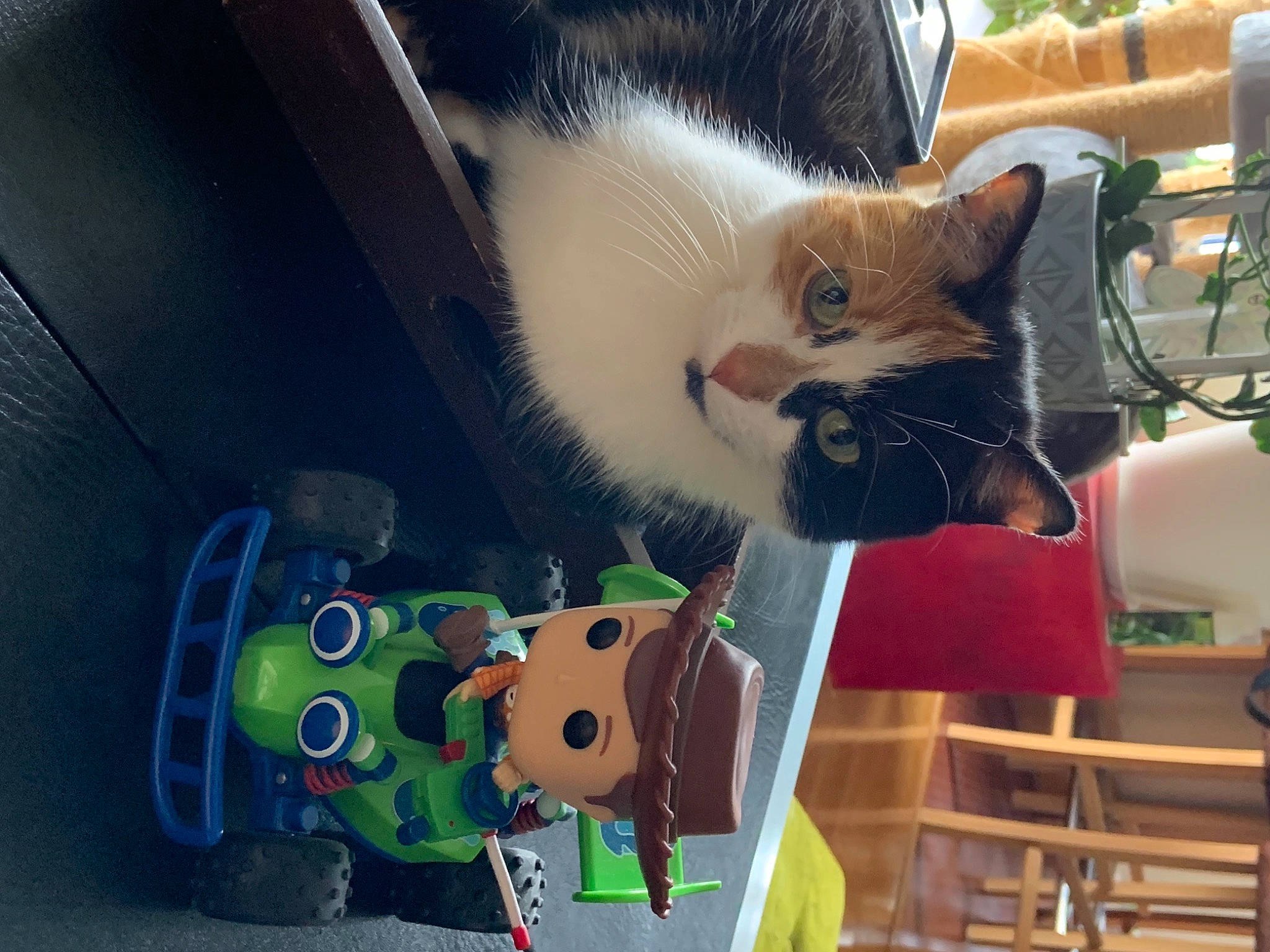 Iris participe au concours pour gagner de l'argent avec cette photo : cardboard, carnivore, cat, domestic_short_haired_cat, fawn, felidae, fur, machine, paw, photograph, plant, plush, small_to_medium_sized_cats, snapshot, snout, stuffed_toy, tail, toy, vehicle_door, whiskers