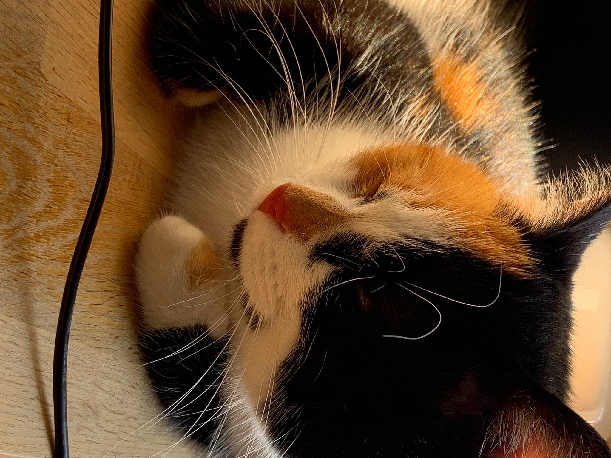 Iris participe au concours pour gagner de l'argent avec cette photo : carnivore, cat, claw, close_up, comfort, domestic_short_haired_cat, ear, eyelash, fang, fawn, felidae, fur, gesture, nose, paw, small_to_medium_sized_cats, snout, tail, whiskers, wildlife