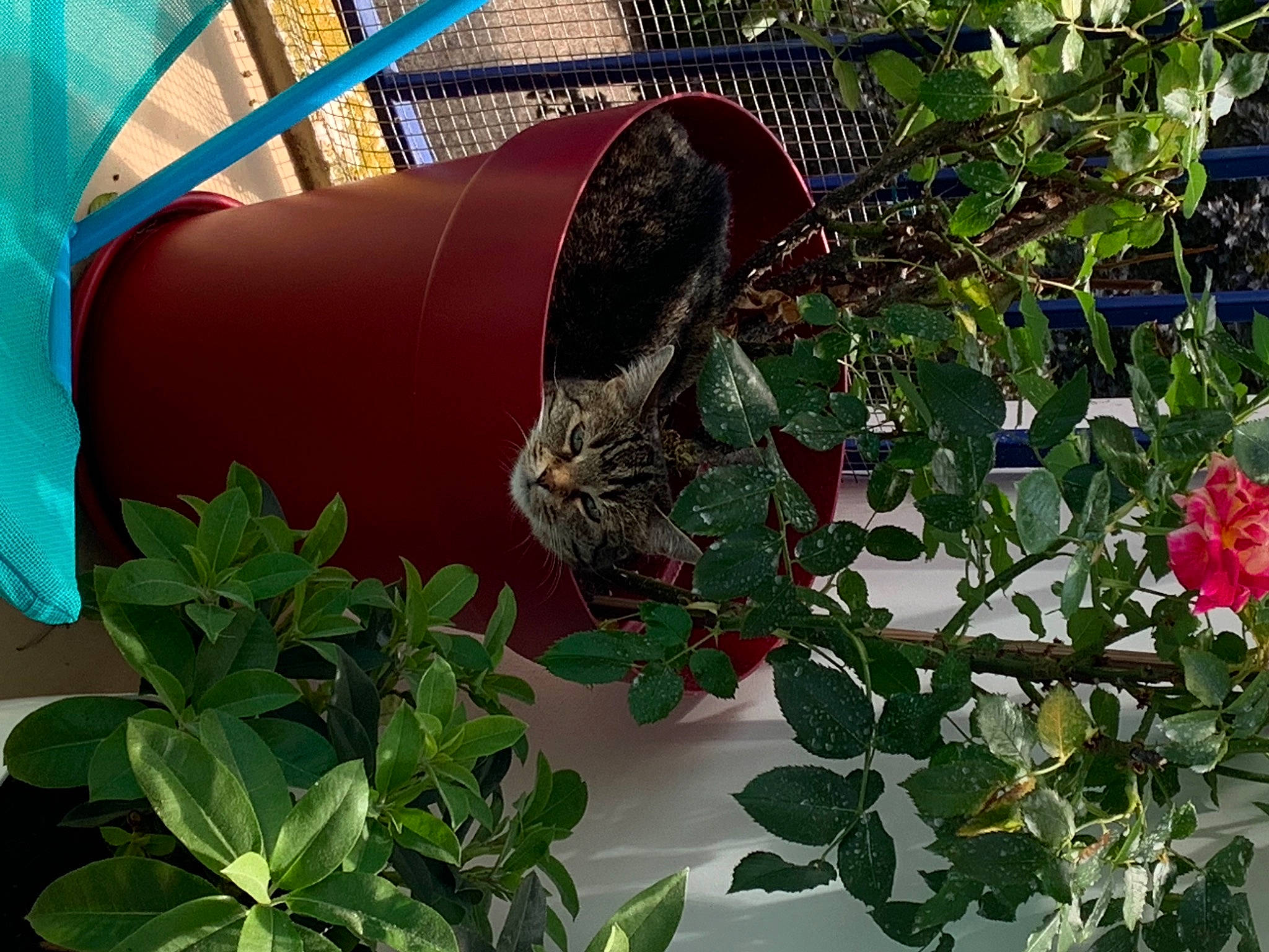 Ines participe au concours pour gagner de l'argent avec cette photo : annual_plant, art, botany, carnivore, flower, flowering_plant, garden, grass, groundcover, herb, herbaceous_plant, magenta, pet_supply, plant, rose, sculpture, shrub, subshrub, tail, terrestrial_animal