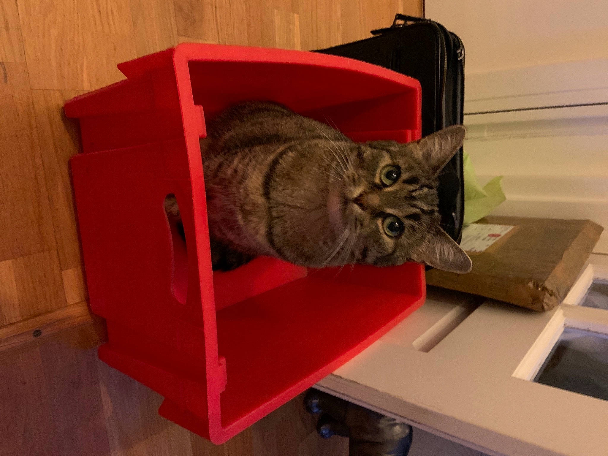 Ines a rejoint le concours — aidez-le/la à gagner de superbes lots ! art, box, carmine, carnivore, cat, cat_supply, desk, domestic_short_haired_cat, felidae, paper, pet_supply, room, sculpture, shelf, shelving, small_to_medium_sized_cats, table, visual_arts, whiskers, wood