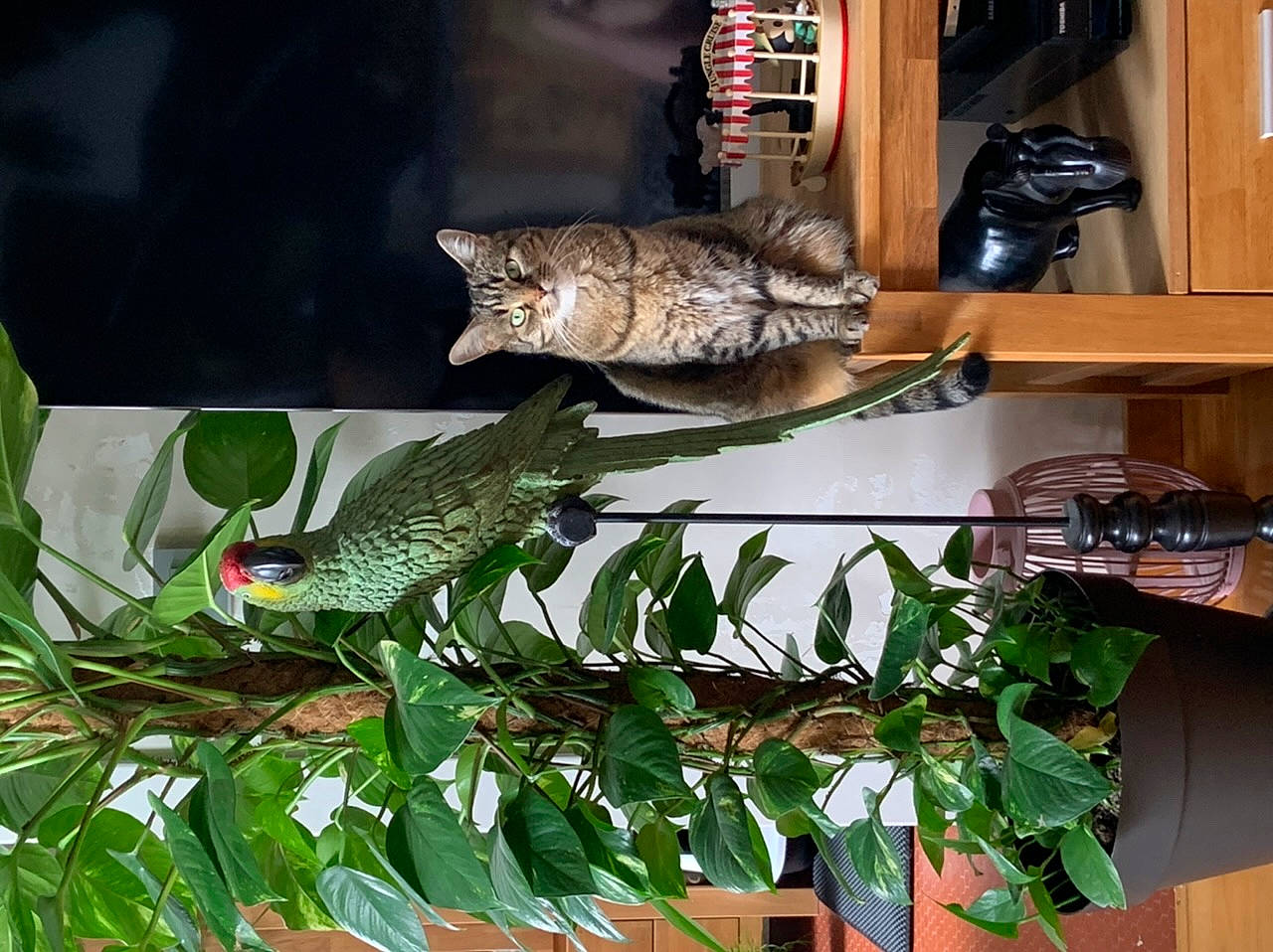 Ines a rejoint le concours — aidez-le/la à gagner de superbes lots ! bird, cat, domestic_short_haired_cat, felidae, fish, flowering_plant, herb, houseplant, natural_material, plant, reptile, shelf, shelving, small_to_medium_sized_cats, tail, terrestrial_plant, whiskers, wing