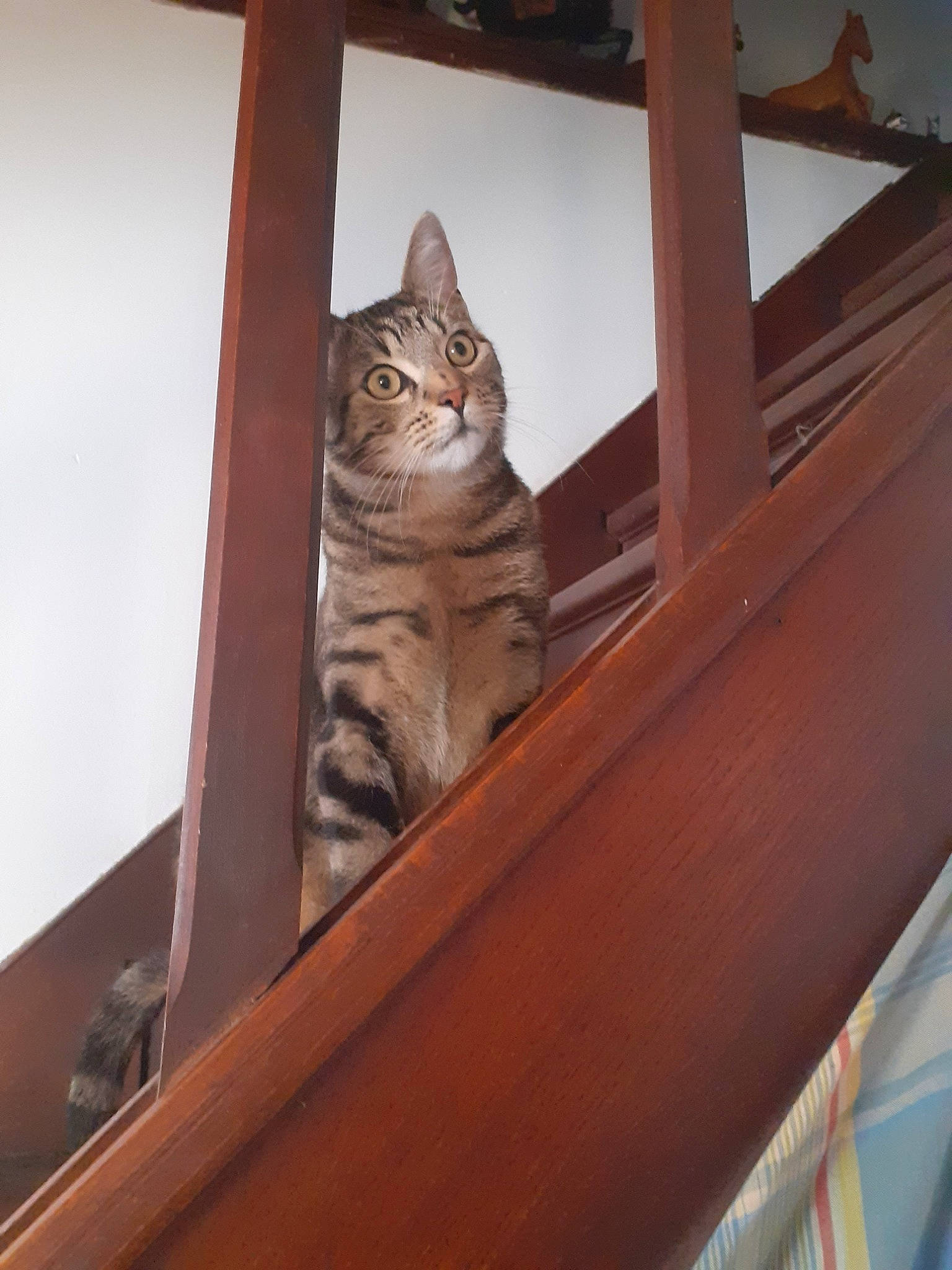 Philou a rejoint le concours — aidez-le/la à gagner de superbes lots ! american_shorthair, asian, bengal, california_spangled, carnivore, cat, domestic_short_haired_cat, dragon_li, egyptian_mau, european_shorthair, felidae, ocicat, small_to_medium_sized_cats, sokoke, tabby_cat, whiskers, wood