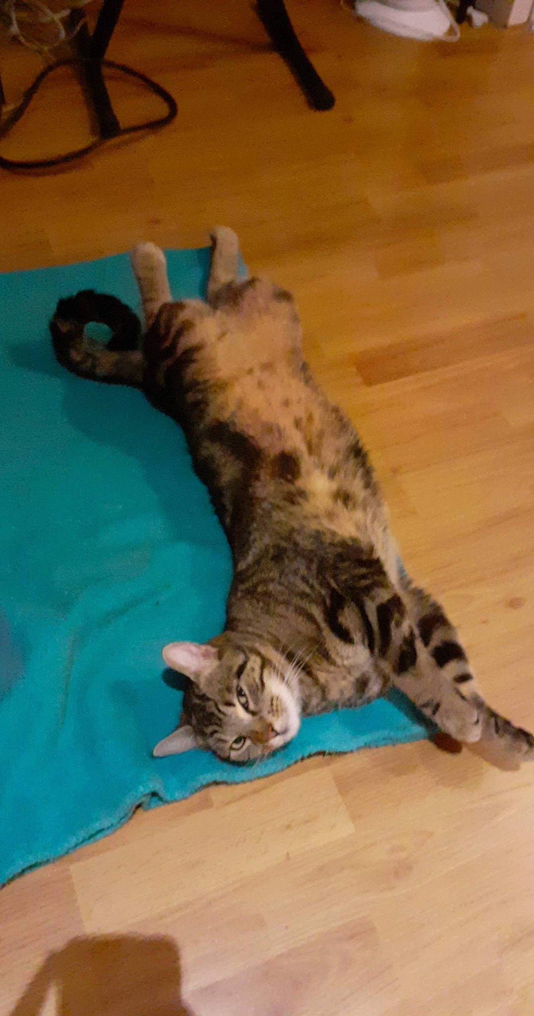 Philou participe au concours pour gagner de l'argent avec cette photo : bed, carnivore, cat, claw, comfort, dog_breed, domestic_short_haired_cat, fawn, felidae, flooring, fur, hardwood, nap, paw, small_to_medium_sized_cats, tail, terrestrial_animal, whiskers, wood