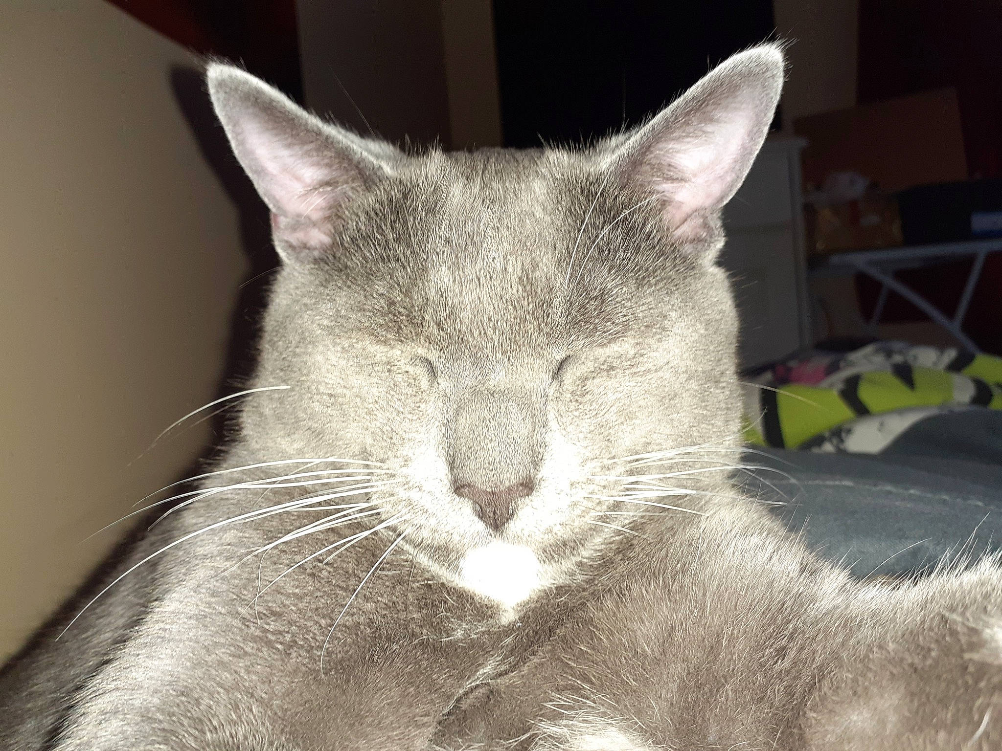 Ouki participe au concours pour gagner de l'argent avec cette photo : carnivore, cat, chair, comfort, domestic_short_haired_cat, ear, felidae, fur, grey, monochrome_photography, russian_blue, small_to_medium_sized_cats, snout, terrestrial_animal, whiskers, wildlife