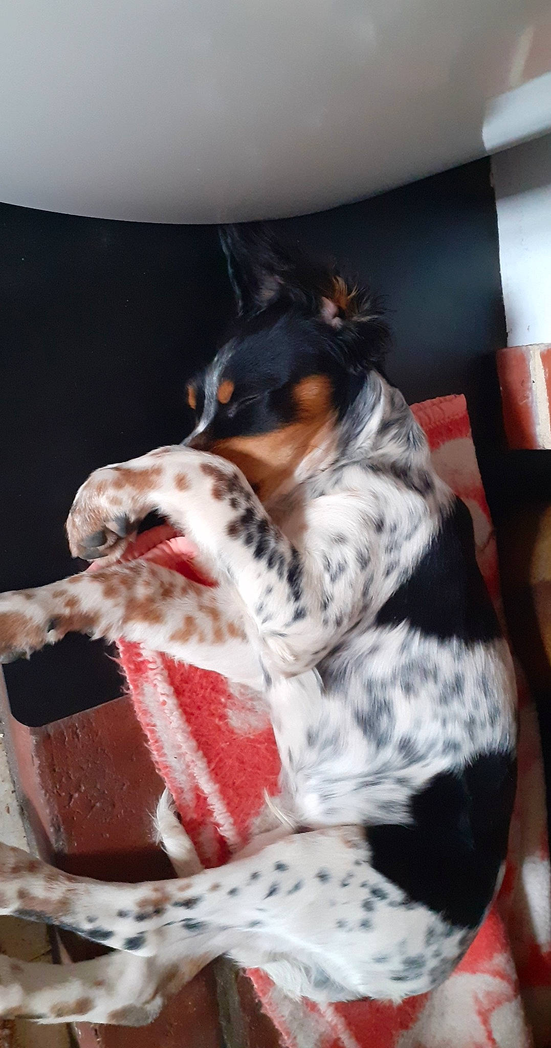 Rufus participe au concours pour gagner de l'argent avec cette photo : carmine, carnivore, collar, comfort, companion_dog, dalmatian, dog, dog_breed, dog_collar, dog_supply, fawn, fur, non_sporting_group, paw, snout, sporting_group, terrestrial_animal, whiskers, working_animal, working_dog