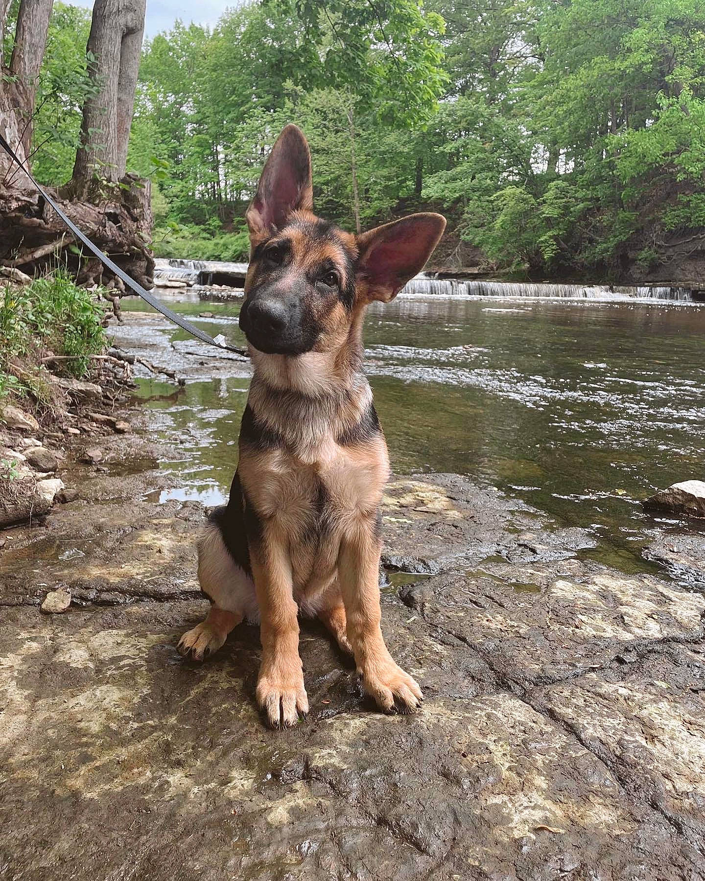 Diesel joined the competition — help win amazing prizes! canidae, carnivore, companion_dog, dog, dog_breed, fawn, guard_dog, liver, plant, sky, snout, sporting_group, terrestrial_animal, tree, walking, water, wildlife, wood, working_animal, working_dog