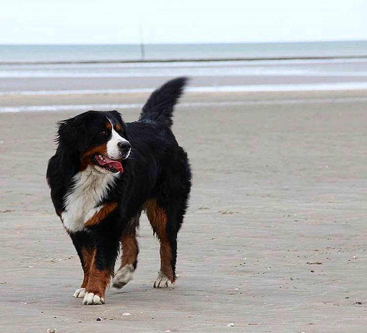 Jaska participe au concours pour gagner de l'argent avec cette photo : appenzeller_sennenhund, beach, bernese_mountain_dog, canidae, carnivore, companion_dog, dog, dog_breed, english_shepherd, greater_swiss_mountain_dog, mammal, sporting_group, vertebrate, working_dog