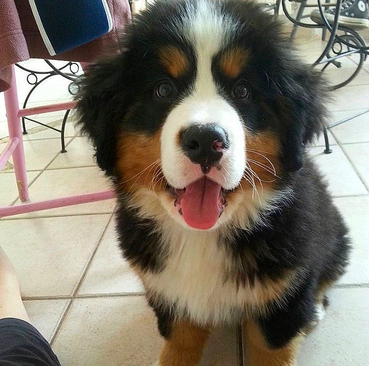 Jaska participe au concours pour gagner de l'argent avec cette photo : ancient_dog_breeds, australian_collie, bernese_mountain_dog, canidae, carnivore, companion_dog, dog, dog_breed, english_shepherd, giant_dog_breed, mammal, moscow_watchdog, nose, puppy, rare_breed_dog, snout, sporting_group, st_bernard, vertebrate, working_dog