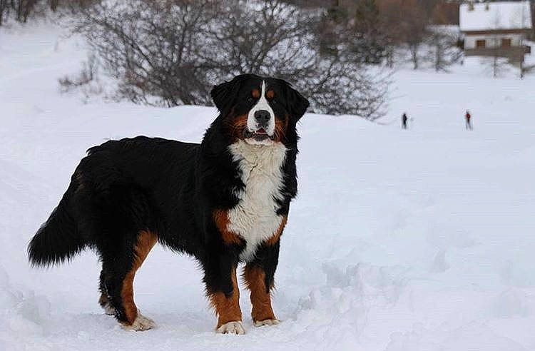 Jaska a rejoint le concours — aidez-le/la à gagner de superbes lots ! appenzeller_sennenhund, australian_shepherd, bernese_mountain_dog, canidae, carnivore, companion_dog, dog, dog_breed, english_shepherd, entlebucher_mountain_dog, greater_swiss_mountain_dog, mammal, rare_breed_dog, snow, sporting_group, vertebrate, working_dog