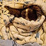 animal, bed, blanket, brown, comfort, cozy, cute, dog, fur, hidden, indoor, pattern, pet, resting, sleeping, snug, soft, warm, white, wrapped