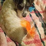 Remedy is registered to the contest to win money with this photo: animal, blanket, companion, cozy, curled_up, cute, dog, domestic_animal, fur, furry, indoor, looking_back, orange_color, patterned_blanket, pet, relaxed, resting, small_dog, soft_texture, tail