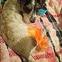 animal, blanket, companion, cozy, curled_up, cute, dog, domestic_animal, fur, furry, indoor, looking_back, orange_color, patterned_blanket, pet, relaxed, resting, small_dog, soft_texture, tail