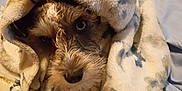Remedy joined the competition — help win amazing prizes! animal, bed, blanket, comfort, cozy, cute, dog, eyes, face, fur, home, indoor, pet, relaxed, resting, sleepy, snuggled, soft, warm, wrapped