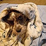 animal, bed, blanket, comfort, cozy, cute, dog, eyes, face, fur, home, indoor, pet, relaxed, resting, sleepy, snuggled, soft, warm, wrapped