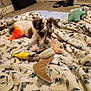 Remedy is registered to the contest to win money with this photo: animal, bedroom, blanket, carpet, comfort, cozy, cute, dog, door, floor, furniture, indoor, orange_paws, pet, pet_toy, playful, plush_toy, relaxing, stuffed_animal, toy