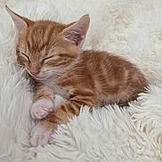 Bolt participe au concours pour gagner de l'argent avec cette photo : kitten, cat, ginger_cat, sleeping, sleepy, curled_up, fluffy, fur, whiskers, ears, paws, pink_nose, pink_paw_pads, orange_tabby, white_blanket, soft, cozy, indoor, pet, adorable