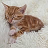 kitten, cat, ginger_cat, sleeping, sleepy, curled_up, fluffy, fur, whiskers, ears, paws, pink_nose, pink_paw_pads, orange_tabby, white_blanket, soft, cozy, indoor, pet, adorable