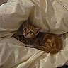 Bolt a rejoint le concours — aidez-le/la à gagner de superbes lots ! kitten, cat, orange_tabby, animal, pet, fur, face, eyes, ears, whiskers, blanket, bedding, fabric, cozy, indoors, portrait, curled_up, sleeping_area, couch, cute