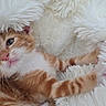Bolt a rejoint le concours — aidez-le/la à gagner de superbes lots ! cat, kitten, orange_and_white, fluffy, fur, pet, animal, cute, cozy, blanket, white_blanket, lying_down, relaxed, indoors, portrait, close_up, whiskers, blue_eyes, pink_nose, sleepy