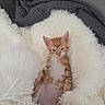 kitten, cat, orange_tabby, pet, animal, feline, fluffy_blanket, white_blanket, cozy, sleeping, sitting, lying_down, indoors, home, sofa, gray_blanket, portrait, cute, fur, relaxed