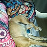 Eizer a rejoint le concours — aidez-le/la à gagner de superbes lots ! animal, bed, blanket, canine, comfort, cozy, cute, dog, domestic, fur, indoor, lying_down, napping, patterned_blanket, paw, peaceful, pet, relaxation, resting, sleeping