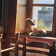 Eizer a rejoint le concours — aidez-le/la à gagner de superbes lots ! animal, blurred_background, daylight, dog, domestic_animal, furniture, home, indoor, nature_outside, pet, quiet, relaxing, resting, sunlight, sunny, window, window_frame, windowsill, wood, wooden_chair